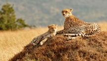 Cheetahs In Africa